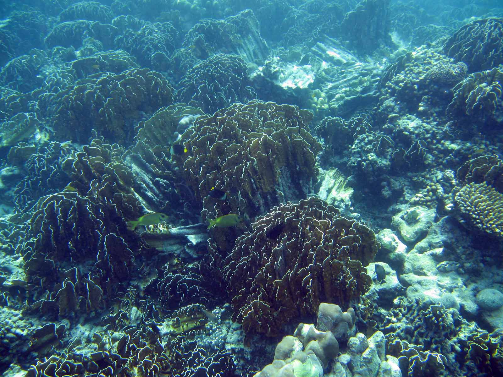 Massive Coral Death Attributed To Earthquake